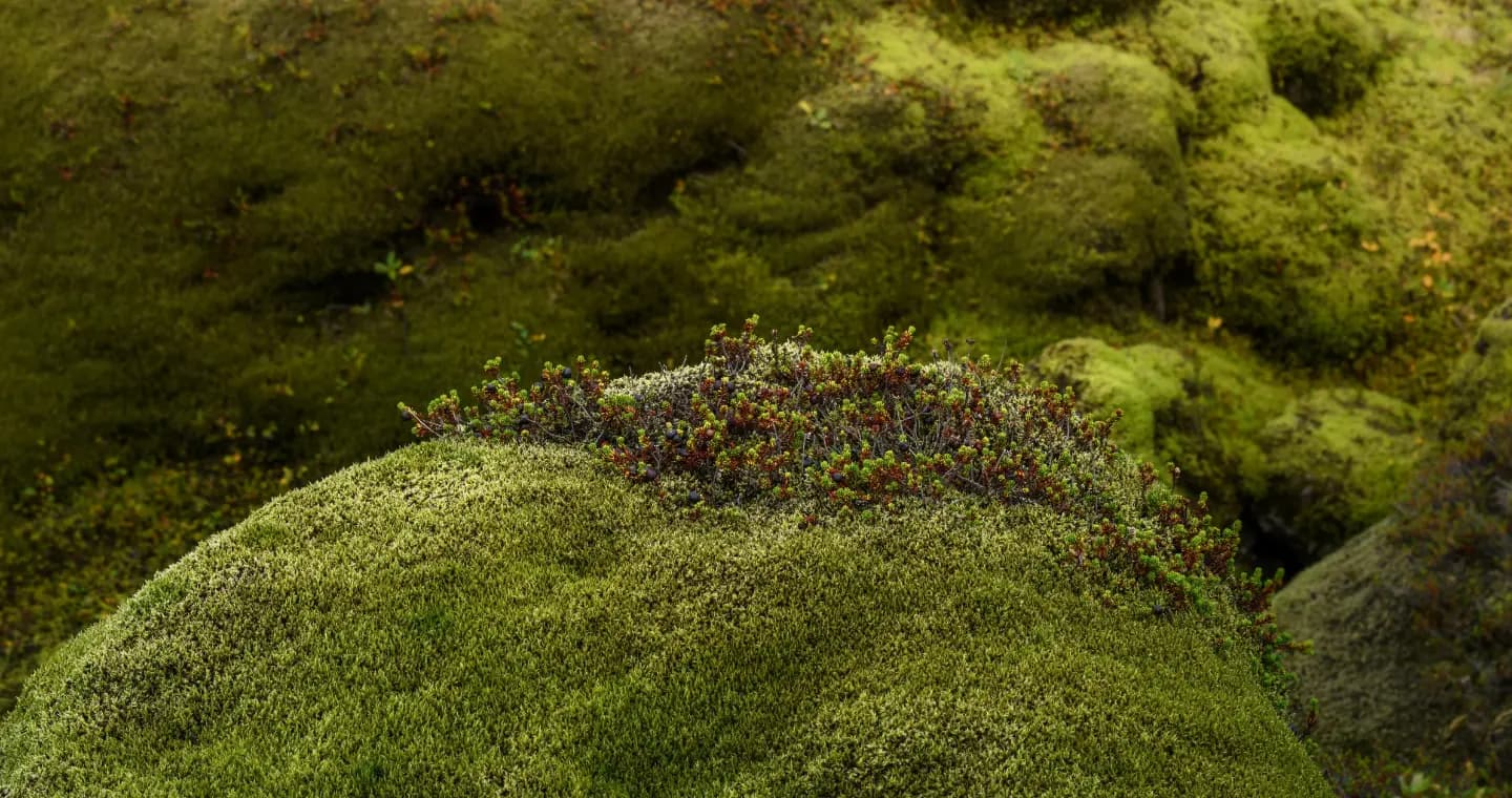 Sunlit moss and stone, a quiet natural detail representing steady change
